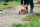 Traktor rot