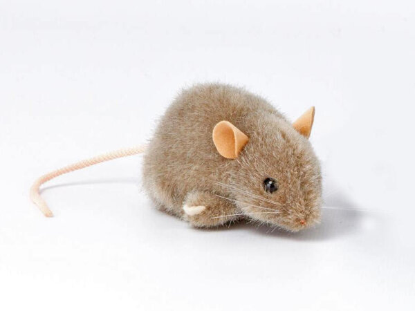 Maus grau