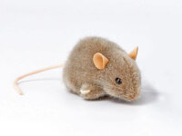 Maus grau