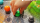 Kakerlaloop
