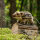 Wildschwein Frischling