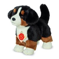 Berner Sennenhund Welpe 23 cm