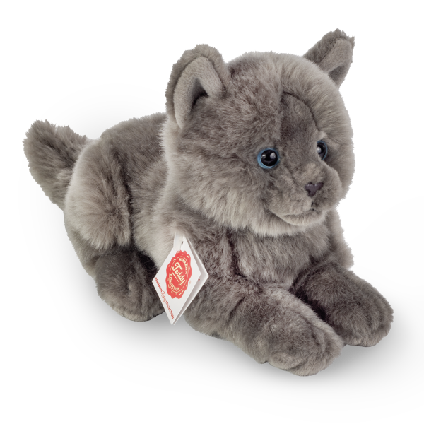 Karthäuserkatze liegend