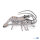 Crevette