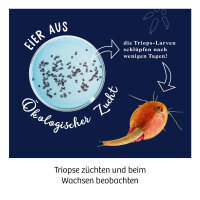 Triops z&uuml;chten