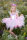 woodland butterfly dress