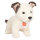 Hundewelpe Russell 25 cm