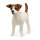 Jack Russell Terrier