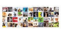 44 Cats Memory
