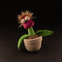 Office Orchid