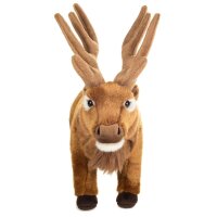 Hirsch